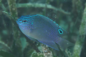 ウェッジスポットダムゼル