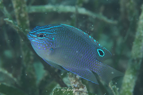 ウェッジスポットダムゼル