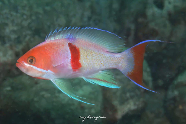 アカオビハナダイ