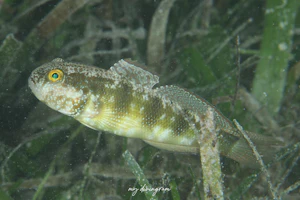 スフィンクスサラサハゼ