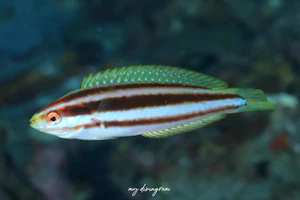 シラタキベラダマシ