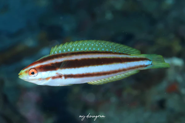 シラタキベラダマシ