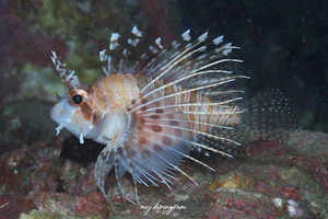 ミズヒキミノカサゴ