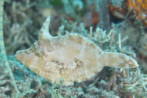 フチドリカワハギ