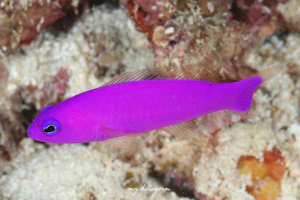 クレナイニセスズメ