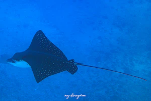 マダラトビエイ