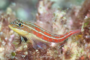 タテジマヘビギンポ