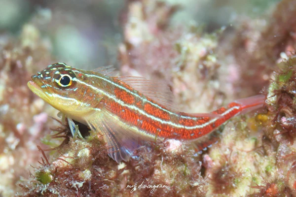 タテジマヘビギンポ