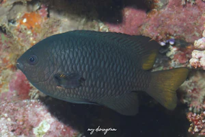 フィリピンスズメダイ