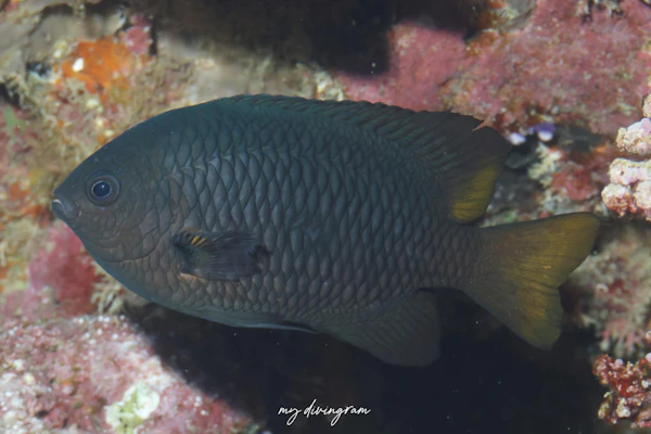 フィリピンスズメダイ