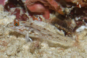 ヒレフリサンカクハゼ