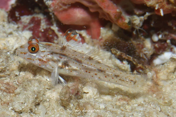 ヒレフリサンカクハゼ