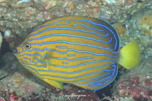 キンチャクダイ