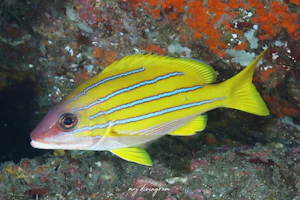 ヨスジフエダイ