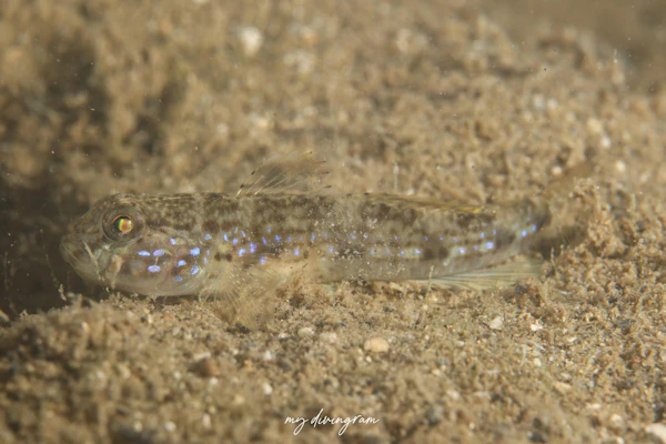 セイタカスジハゼ