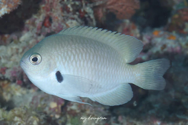 ニセモンツキスズメダイ