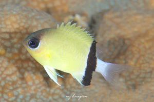 クロオビスズメダイ