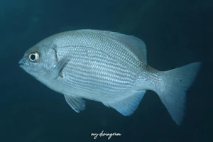 テンジクイサキ