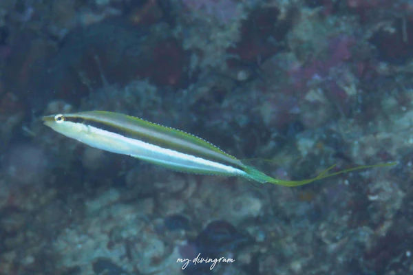 クロスジギンポ