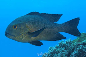 ホホスジタルミ