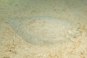 アマミウシノシタ