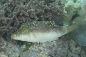 ヒメキンチャクフグ