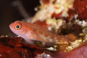 ホテイベニハゼ