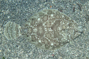 ナガレメイタガレイ