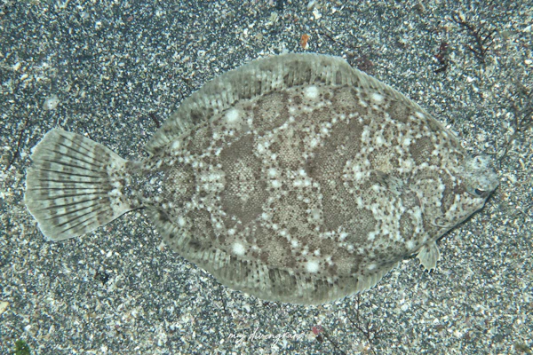 ナガレメイタガレイ