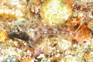 テンテンヘビギンポ