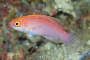 ローズバンドフェアリーラス