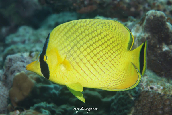 アミチョウチョウウオ