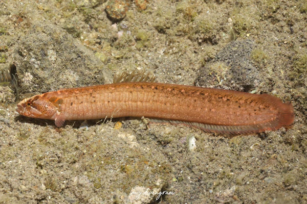 ベニツケギンポ