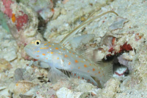 ハタタテシノビハゼ