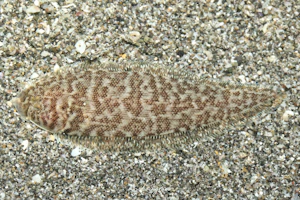 ミナミアカシタビラメ