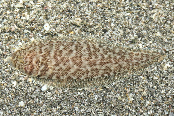 ミナミアカシタビラメ