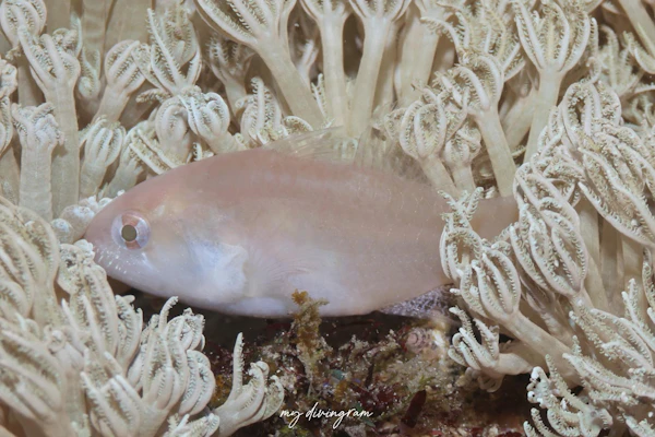 ヤツトゲテンジクダイ