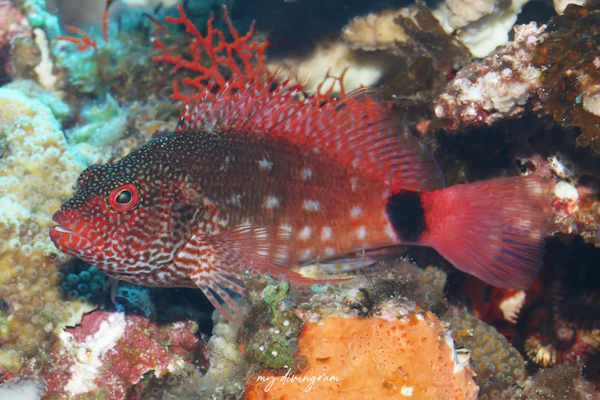 スミツキゴンベ