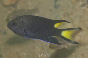 リボンスズメダイ