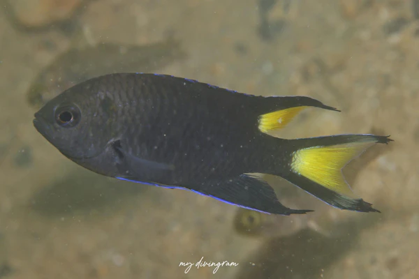 リボンスズメダイ