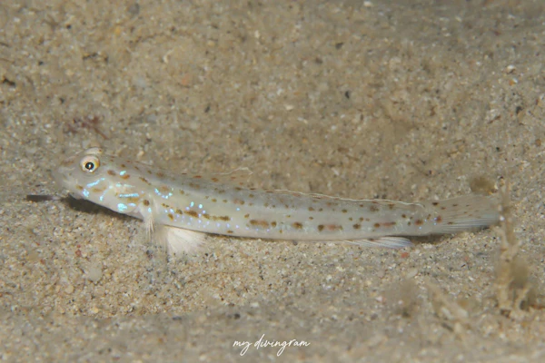 モヨウシノビハゼ