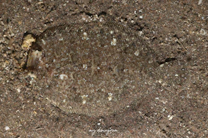 コウベダルマガレイ