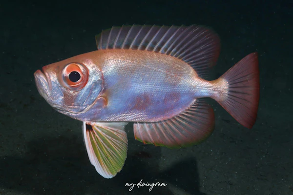 ミナミキントキ