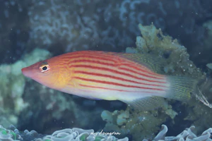 ヤスジニセモチノウオ