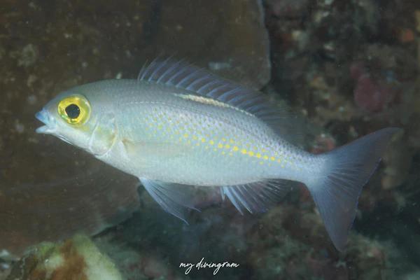 ハクセンタマガシラ