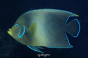 サザナミヤッコ