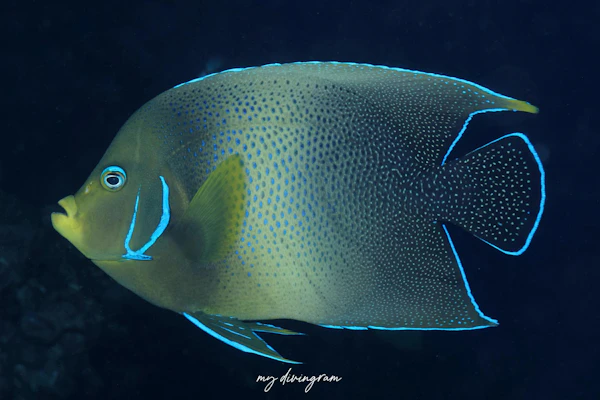 サザナミヤッコ