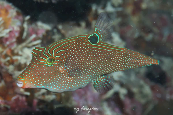 アラレキンチャクフグ