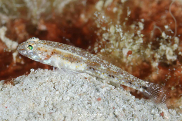 ウスゲショウハゼ近似種