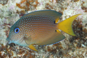 コクテンサザナミハギ